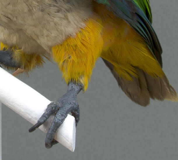 Close-up on a parrot's talon perched on a stand, with colorful feathers on the leg and tail feathers.