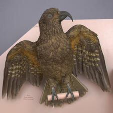 Dark colored parrot taxidermy mount laid out next to label reading "Kea nestor notabilis (New Zealand)."