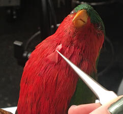 Person whose hands are visible in the corner of the frame uses long tool to insert a bright colored feather fill onto a colorful parrot taxidermy mount.