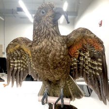 Parrot taxidermy mount perched upright on stand with wings slightly outstretched.