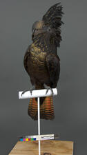 Post-treatment red tailed cockatoo taxidermy mount on a perch, pictured from the front.