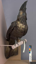 Pre-treatment red tailed cockatoo taxidermy mount on a perch, pictured from the front.