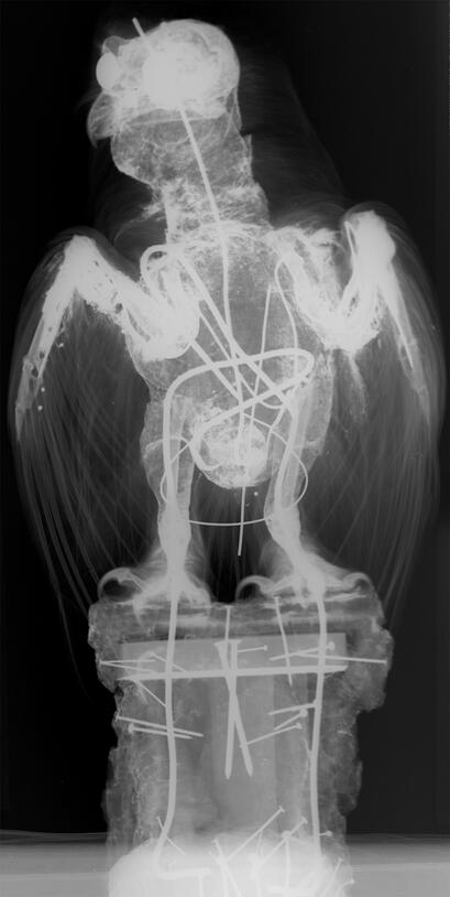 X-ray of a snowy owl taxidermy mount with wires running from feet to neck and around the bird