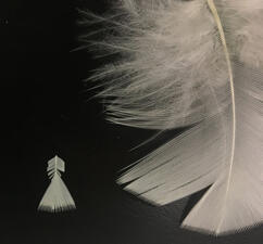 Two light colored feathers, one small and one much larger, laid out against dark background.