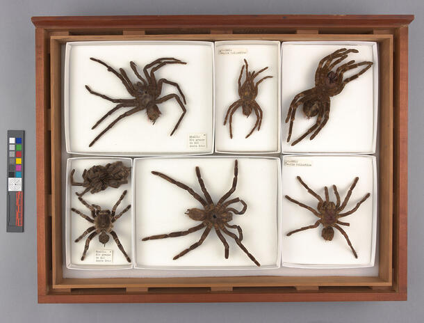 A specimen tray with seven tarantulas of varying sizes.