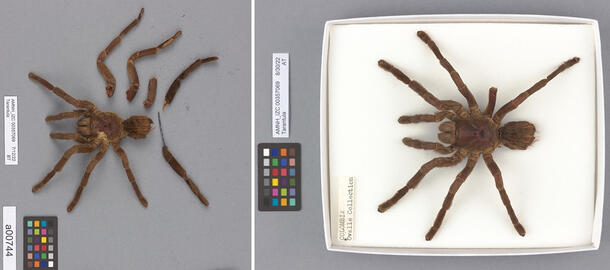 A fragmented tarantula in walking pose (left) and a complete tarantula (right).