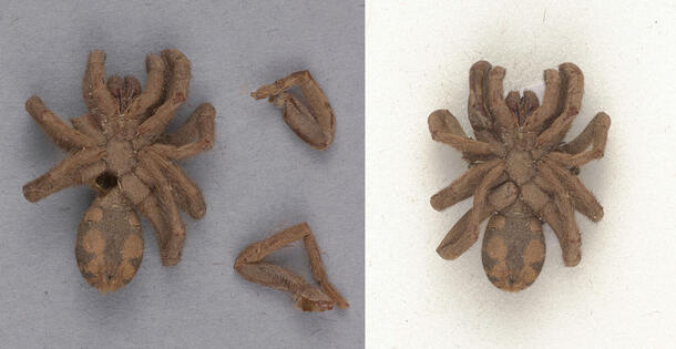 A tarantula curled up and fragmented (left) and curled up with legs attached (right).