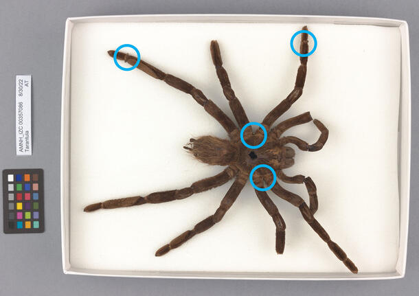 A tarantula specimen pinned in a small open box with colorful circles over the spots where the tarantula is pinned.