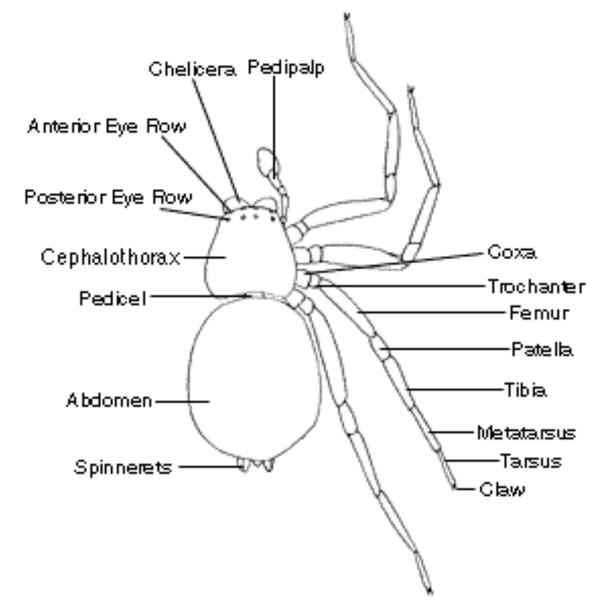 A line illustration of a spider with its body parts labeled.