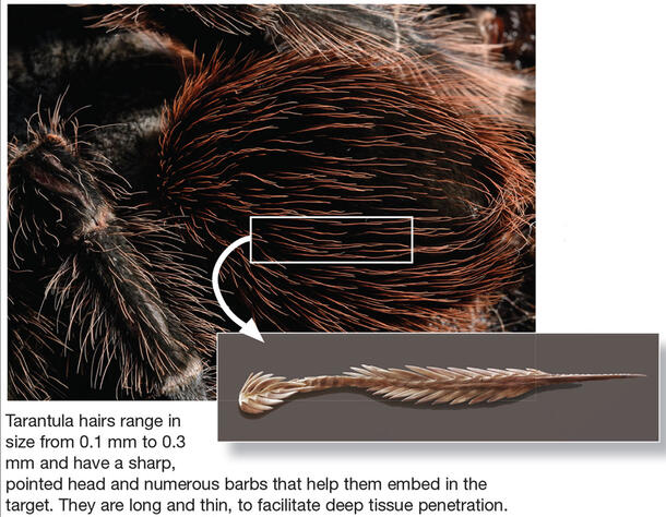 Magnified close-up of the hairs of a tarantula with caption "Tarantula hairs range in size from .1mm to .3mm and have a sharp, pointed head.