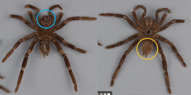 A tarantula before (left) and after (right) treatment with circles around the fanged chelicerae (left) and urticating hairs on abdomen (right).