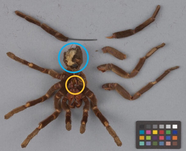 A tarantula specimen with a circle around its abdomen stuffing and the cephalothorax in two different colors.
