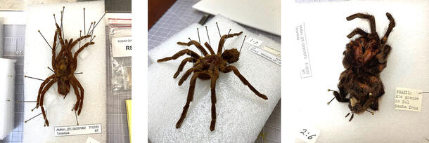 Tarantula specimens during treatment—one splayed (left), one in a walking stance (middle), and one curled up (right). 