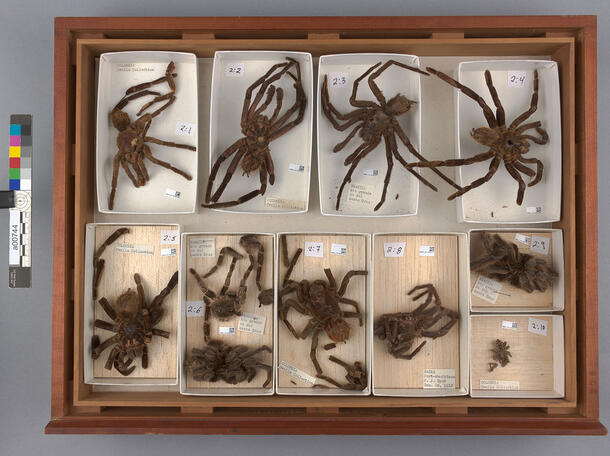 A specimen tray filled with ten tarantulas of varying sizes.