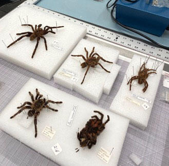 Five tarantula specimens each pinned on pieces of styrofoam.