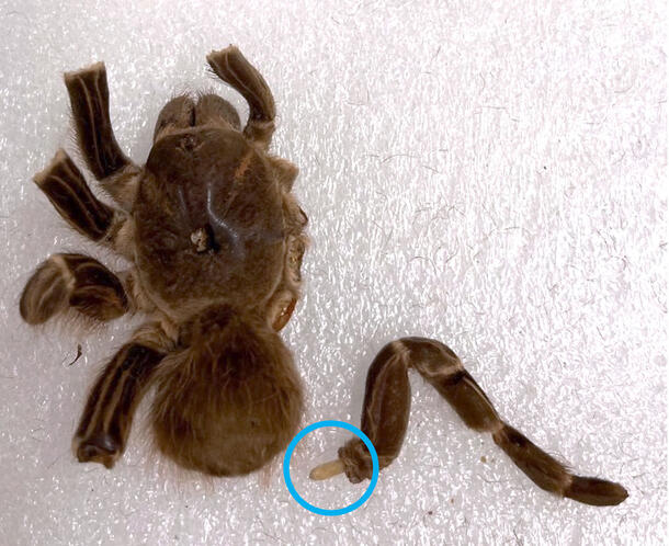 A partial tarantula specimen on styrofoam with a leg fragment unattached circled in a bright color.