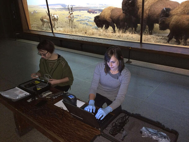 Two women working with instruments and computers on a bench in a museum hall, in front of a diorama of bison. 