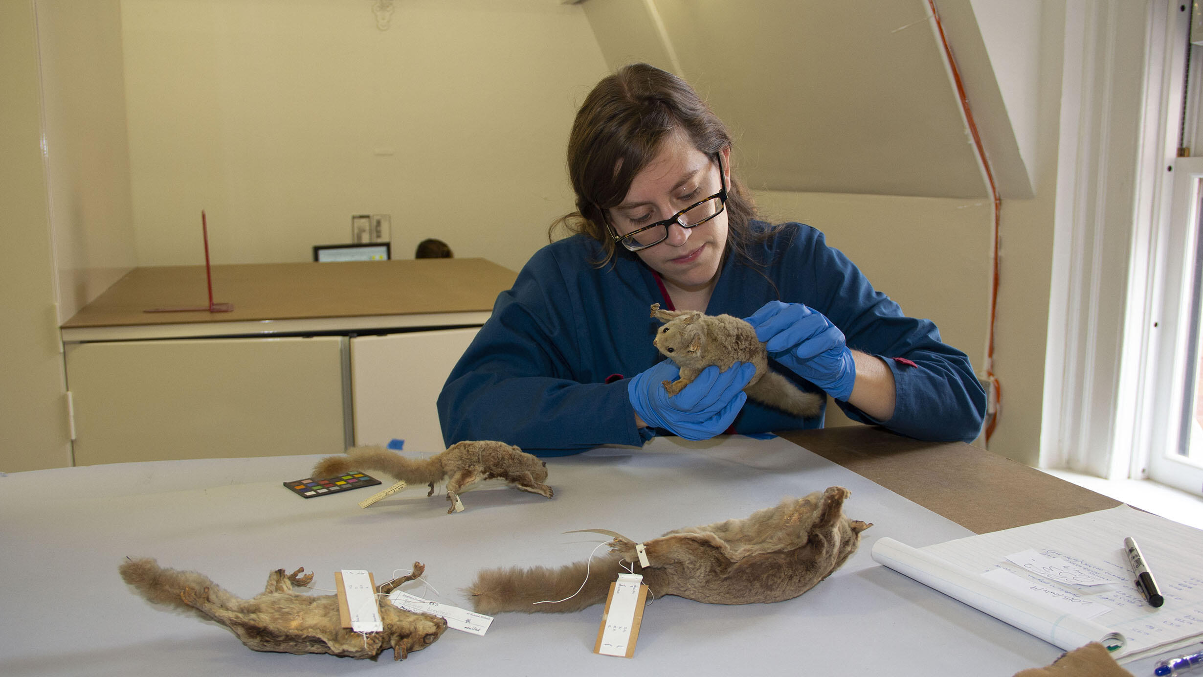 Scientist wearing gloves and seated at a lab table examines the fur or a rodent mammal specimen.