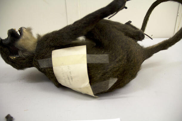 Primate taxidermy mount on a table in a storage room that has a large paper label taped onto the back of it. 