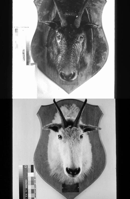 Two images of a mountain goat taxidermy shoulder mount hung on a wall; the goat on top is dark in color because of a coating of soot, while the bottom goat is clean white with no soot.