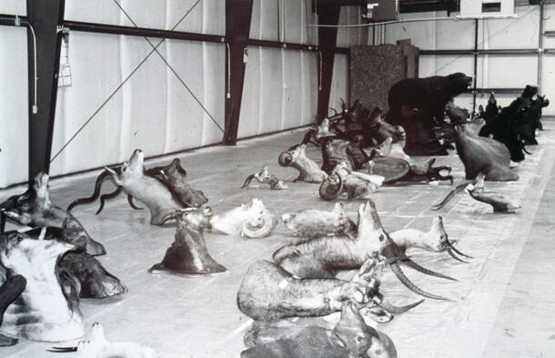 A large room full of taxidermy shoulder mounts on the ground, the animals include big horn sheep, mountain goat, kudu, and others. The fur on all the mounts is dark in color from a coating of soot due to smoke exposure. 