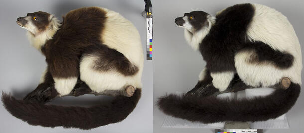 Two images of a black and white ruffed lemur taxidermy mount. The lemur is positioned sitting on a branch and the mount is on a tabletop. 