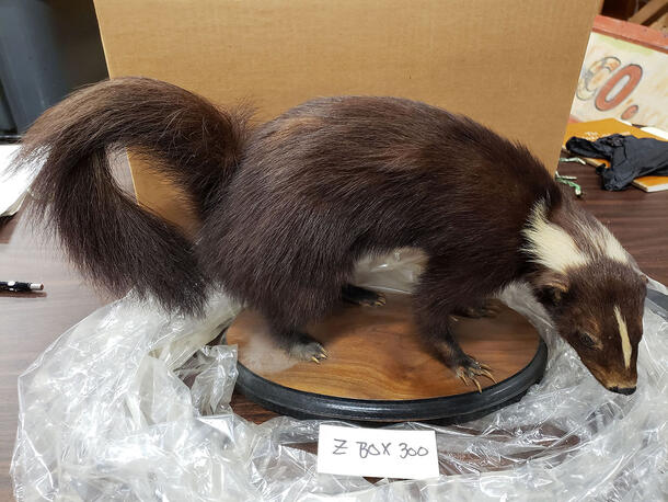 A taxidermy mount of a skunk standing on a wooden base with head down and tail curved down towards the body. 