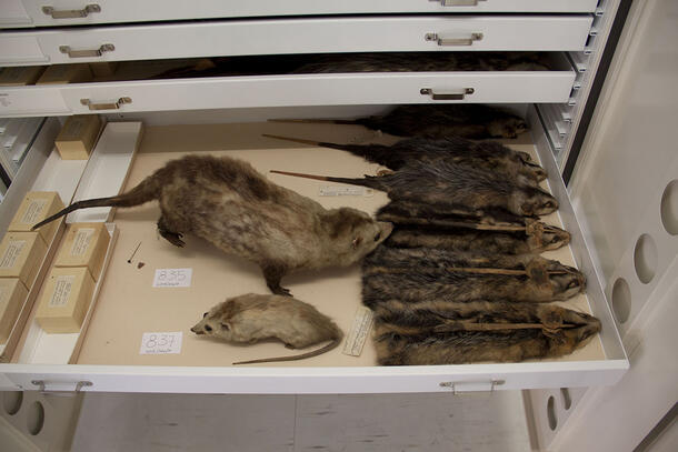 Two mammal taxidermy mounts in an open storage drawer with several flat study skins. The mounts are lighter in color than the skins. 