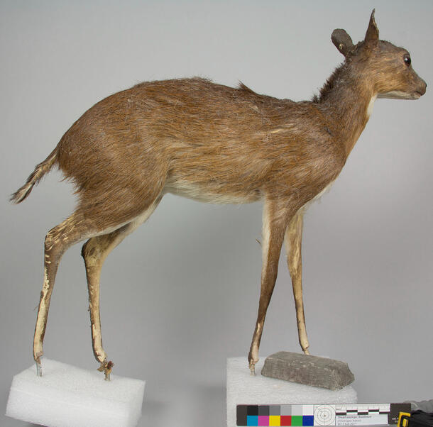 Taxidermy mount of a dwarf antelope standing in front of a grey background. The legs have large areas of hair loss that are visible as patches of white among the brown hair. 