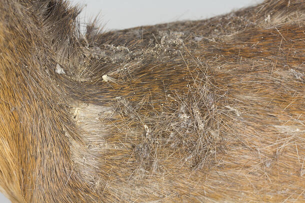 A close-up image of the hair of a dwarf antelope taxidermy mount. Across the surface there are many loose hairs and tufts of hair, as well as an area that has hair loss. There are also light-colored dots scattered over the brown hair that are moth frass (excrement).  