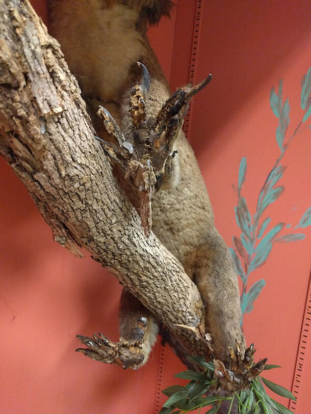 View of the underside of a koala taxidermy mount in a display case with a branch. The three visible feet are off the branch.