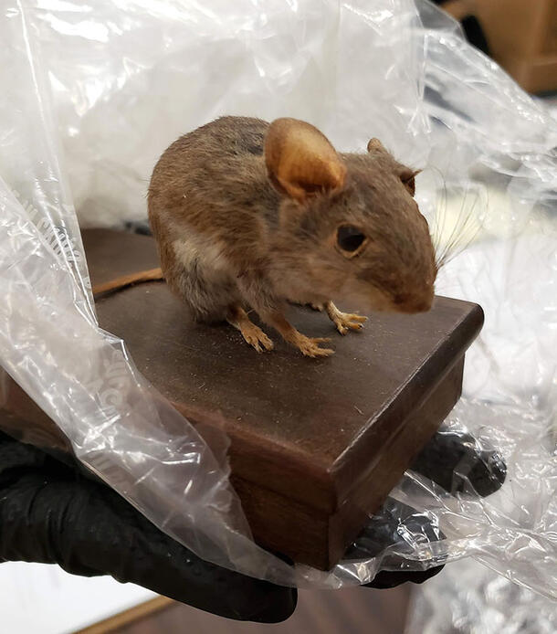 Taxidermy mount of a field mouse attached to a wooden base. The proper left ear has been crushed and is not in view.