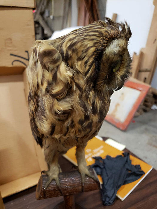Side view of an owl taxidermy mount attached to a wooden perch display base. The feathers on the left side are matted and flattened.
