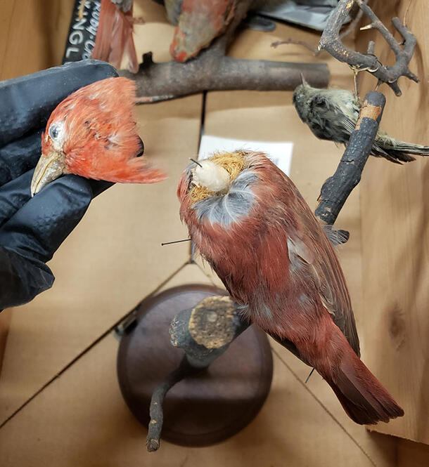Person wearing a black glove holding the head of a taxidermy purple finch next to the rest of the body/mount.