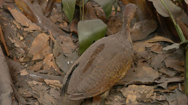 View of the back of a bird taxidermy mount in a diorama, surrounded by leaves. It has a hazy appearance except for where a stripe of dust was removed.