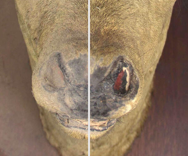 Close-up view of the nose of a deer taxidermy mount with a white line running through half of the photograph. 