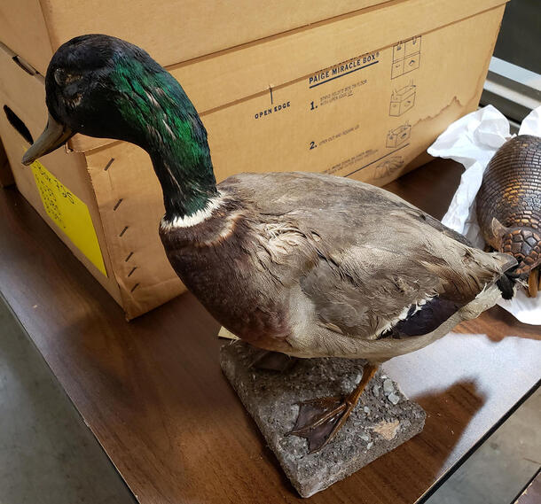 Side view of a mallard taxidermy mount standing on a table. The feathers along the head and side of the body are clumped together in an unnatural way.