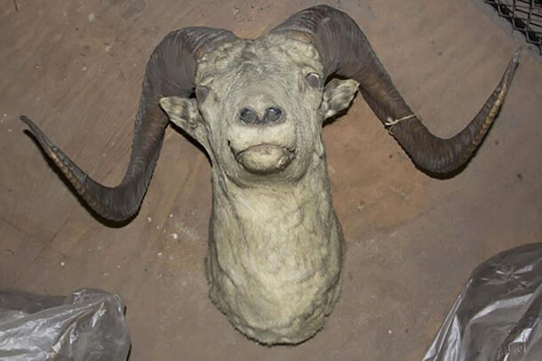 Taxidermy shoulder mount of a big horn sheep on a dusty floor. The white hairs of the sheep have an dark and hazy appearance from dust and soot.