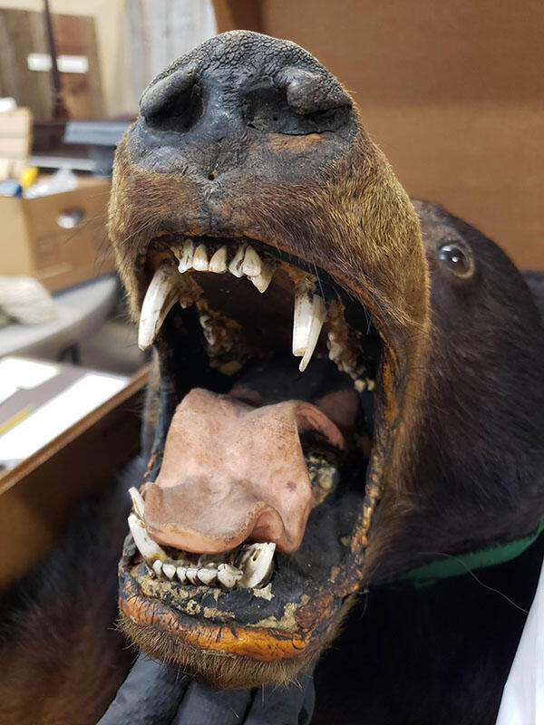 The open mouth of a black bear taxidermy head on a skin rug. The pink tongue is visible, and the surrounding teeth are broken and have missing pieces. 
