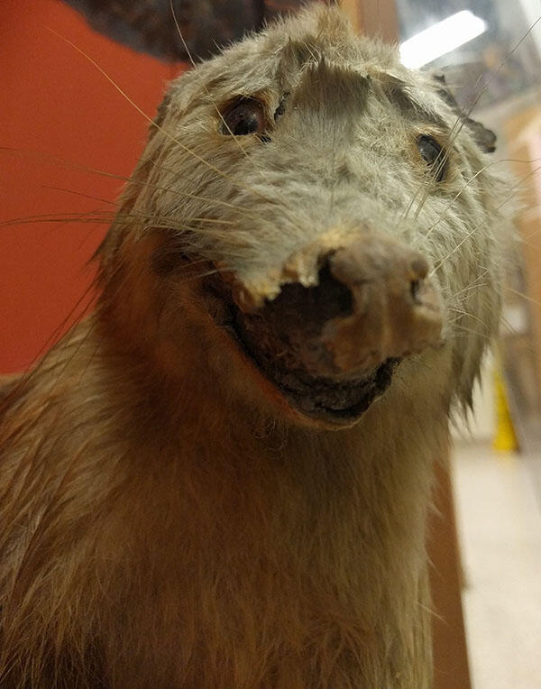 The face of an opossum taxidermy mount. The nose skin is out of place because it is lifting away from the underlying mannikin. 