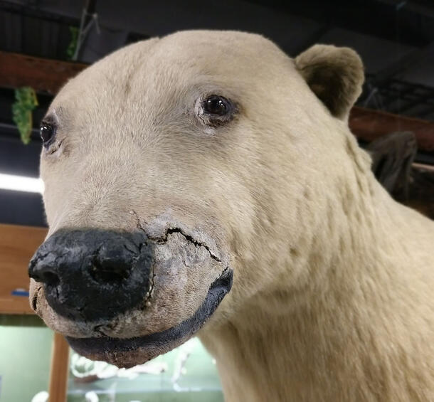 Close-up image of the head of a polar bear taxidermy mount. There are several dark lines in the white fur around the nose that are splits in the skin. 