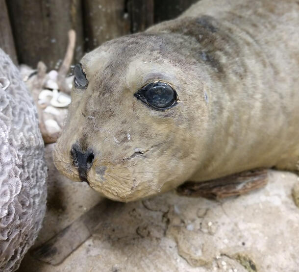 Close-up image of a seal pup taxidermy mount. There are several dark lines in the light-colored fur around the face that are splits in the skin. 
