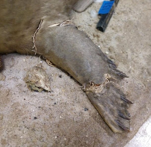 Close-up image of a seal flipper that has three large splits in the skin. There are pieces of the internal mannikin coming out of the splits in the skin. 