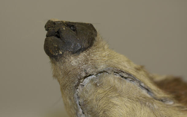 A close-up image of the underside of the nose of a taxidermy mammal mount. The nose is constructed out of wax and there is one flat end that does not match the curve of the rest of the nose.  