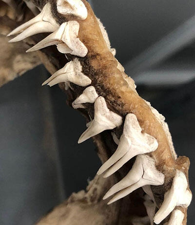 A close-up image of pointy shark teeth, several with splits running the length of them.