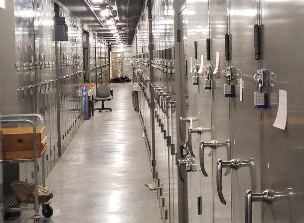 A hallway lined with metal storage cabinets. Each cabinet is closed with a padlock. 