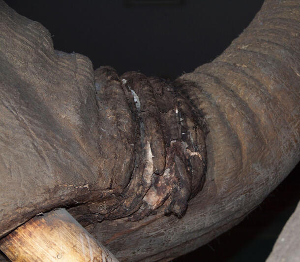 Close up of a taxidermy elephant trunk. The skin in one area is disfigured and pulling away from the mannikin, exposing white areas. 