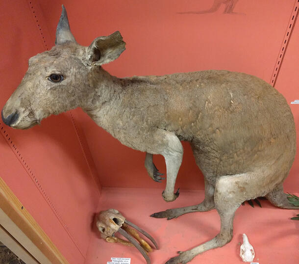 Kangaroo taxidermy mount in a display case. The hair on the top and body of the kangaroo is matted due to water damage, while other areas of the body 