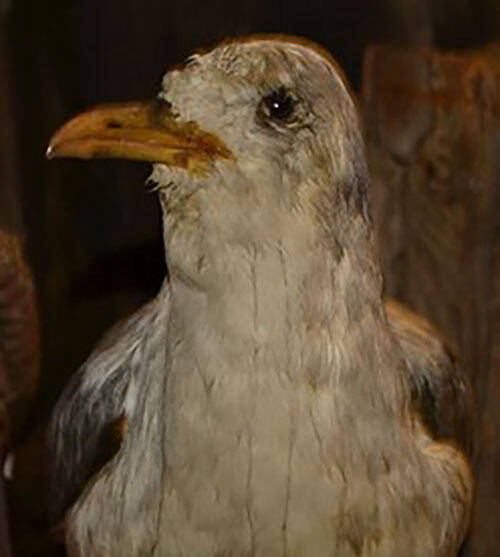Close up of the head and neck of a bird taxidermy mount. There are dark streaks running down the white feathers, a result of dirty water dripping onto