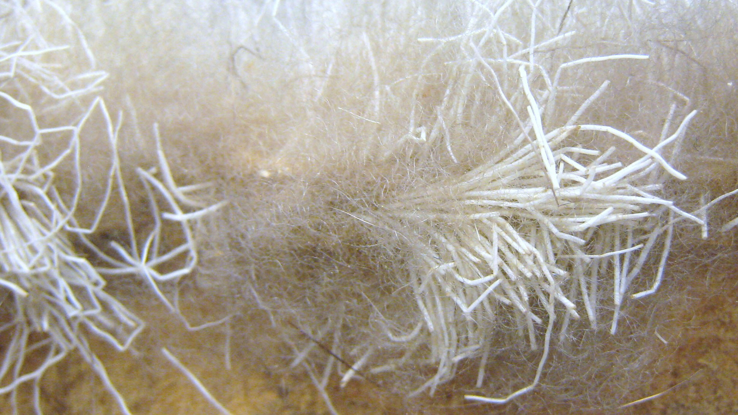 Extreme closeup of hair fibers.